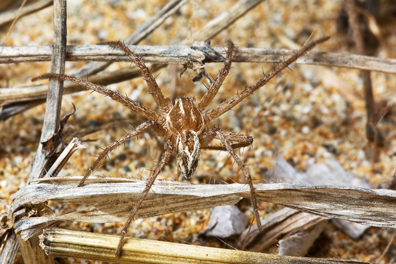 Thanatus cf. vulgaris